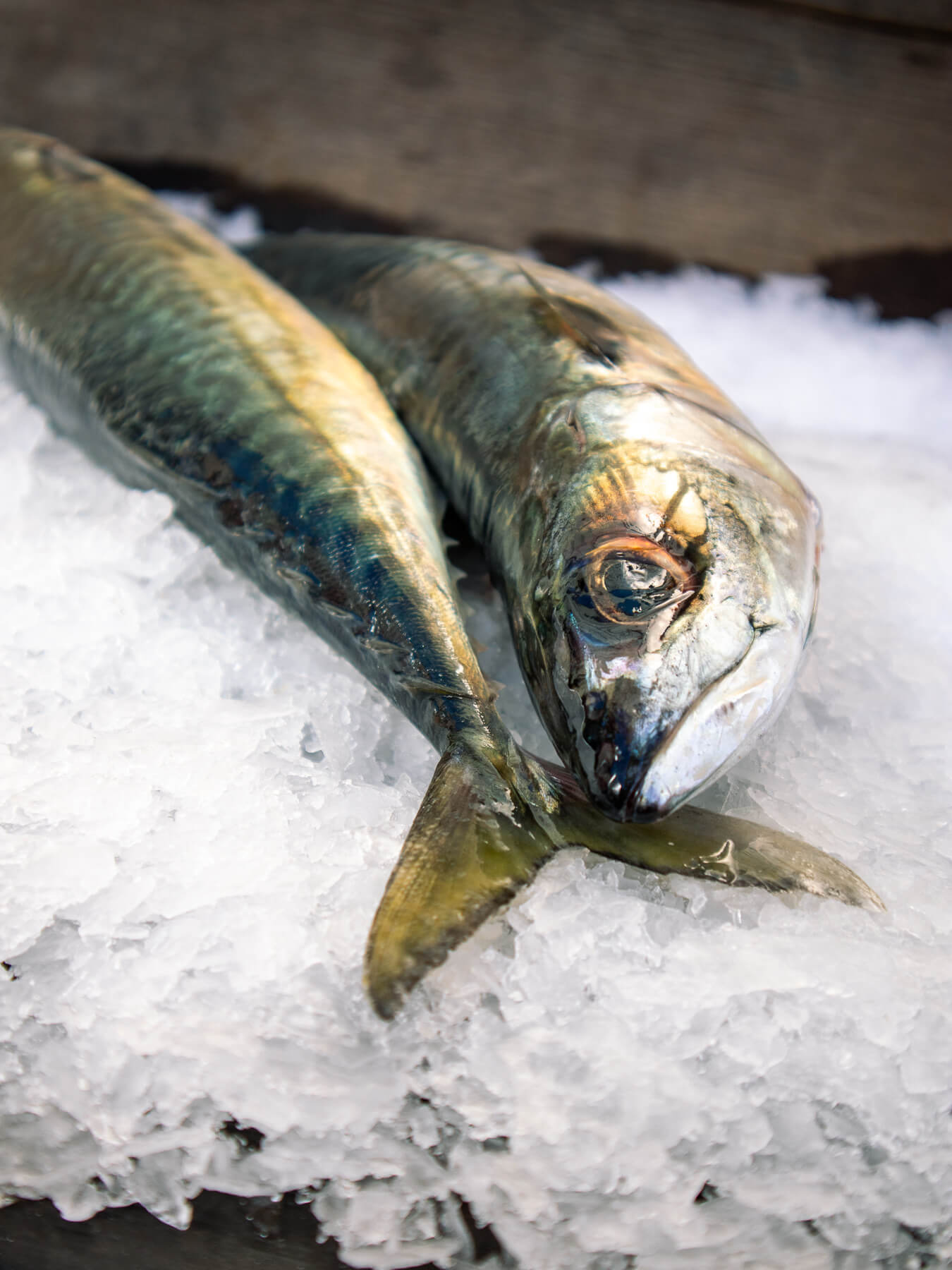 FishSource - Pacific chub mackerel - NW Pacific