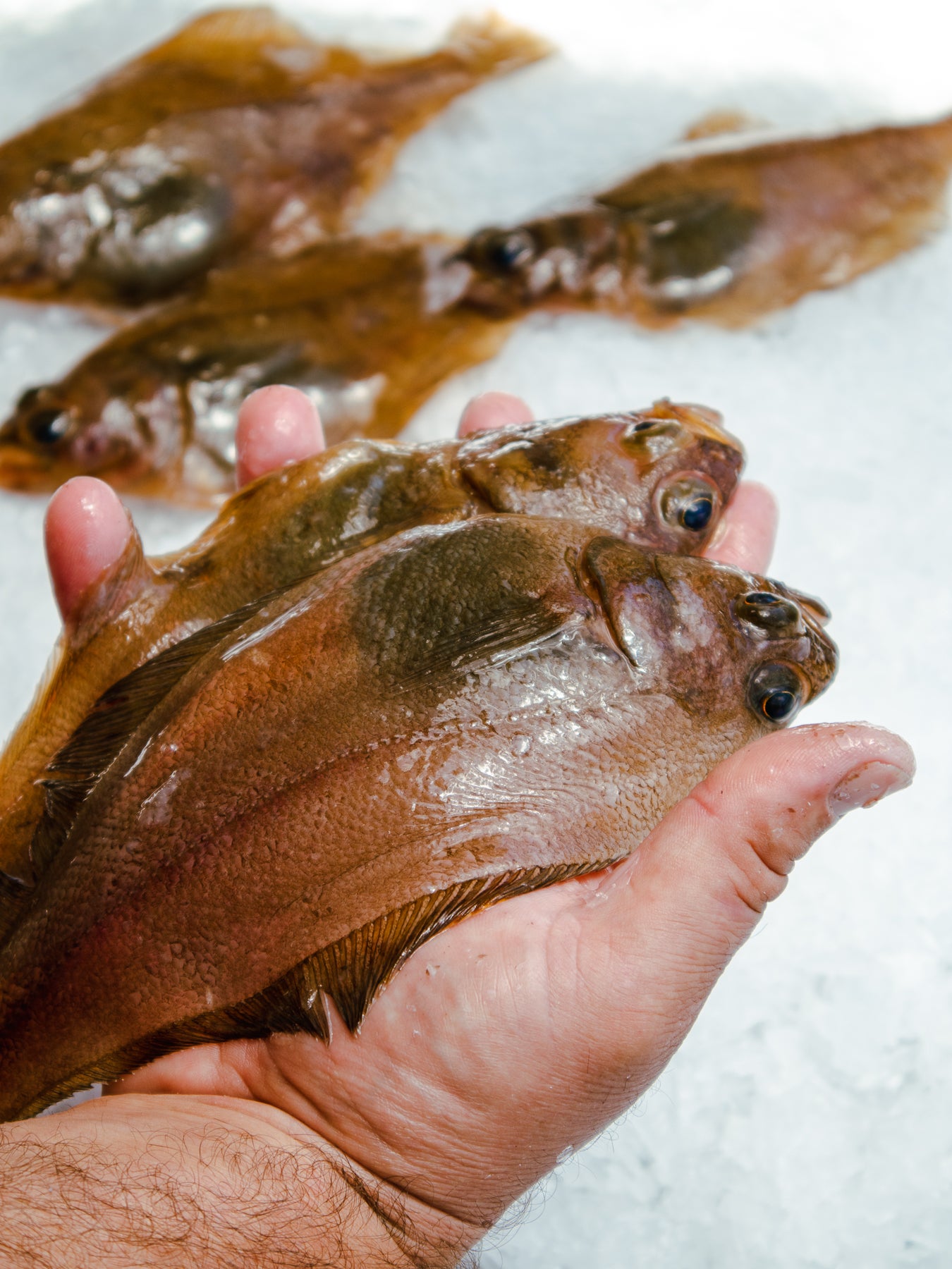 Sand Dabs On Demand Delivery H&H Fresh Fish Santa Cruz, CA